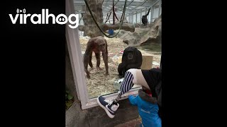 Chimps React to Mans Prosthetic Leg  ViralHog [upl. by Ahsilet]