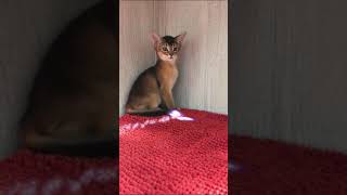 Ruddy Abyssinian kitten 😻shots cat kitten funnycats cattery funnypets aby [upl. by Attelrac]