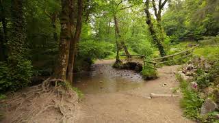 cardinham woods Deviock Trail walk [upl. by Elacsap461]