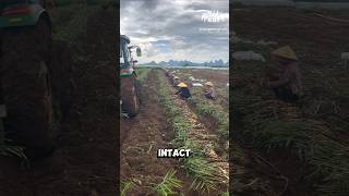 Harvesting Ginger in Guangxi [upl. by Federico481]