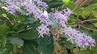 How to propagate Petrea Volubilis Sandpaper vine [upl. by Thor]