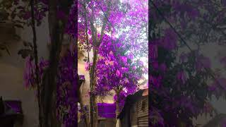 Purple tree ytshorts [upl. by Atikan]