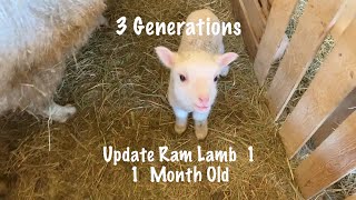 Update Ram Lamb 1 at One Month Old [upl. by Arok217]