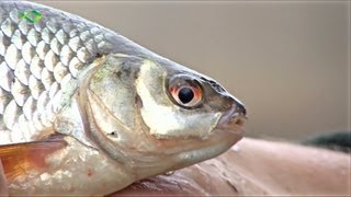 Friedfischangeln im Winter  Mit der Bolorute zum Fisch [upl. by Enenaej]