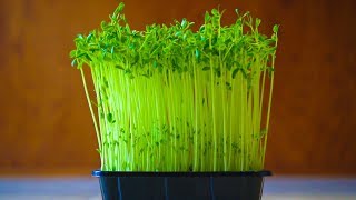 How to Grow Pea Shoot Microgreens [upl. by Intyrb]