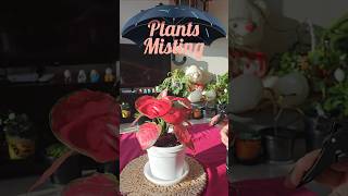 Plant Misting shorts ytshorts indoorplants misting [upl. by Shult887]