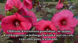 Hibiskus bylinowy Uprawa i pielęgnacja Ketmii bagiennej Róży chińskiej [upl. by Klehm]