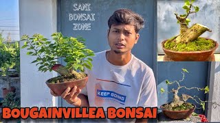 Bougainville Bonsai Movement  Bonsai Tree  Sani Bonsai Zone bonsai garden [upl. by Kubiak778]