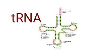 tRNA  Structure and function Genetics  Molecular biology  BSc lifescience genetics [upl. by Notle418]