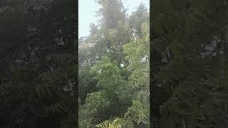 The neem tree Azadirachta indica gardening  agriculture [upl. by Nolra]