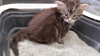 How to Litter Train a Kitten  In Just 2 Steps [upl. by Ailgna]