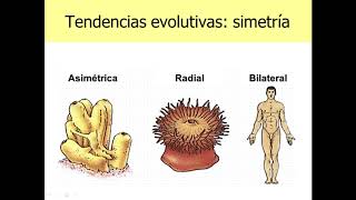 Clase 28  Biodiversidad VI  Acelomados y Protostomados [upl. by Defant]