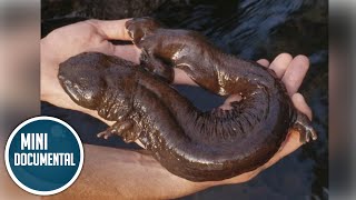 Salamandra gigante americana mini documental [upl. by Darej]