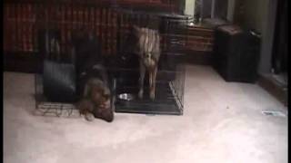 German Shepherd Makes Great Escape From Crate [upl. by Walther]