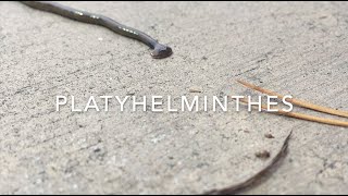 Platyhelminthes [upl. by Lobel753]