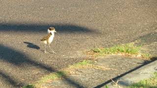 Cute chick Masked Lapwing Spurwinged Plover Vanellus miles Woy Woy New South Wales Australia [upl. by Fink]