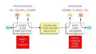 Different between Photosynthesis and Respiration [upl. by Nikolai]