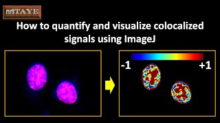 How to quantify and visualize colocalized signals using ImageJ [upl. by Etteuqaj264]