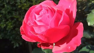 How to prune a Rose bush to encourage more blooms [upl. by Autumn]