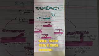 Sliding  filament theory of muscle contraction  muscle contraction actinmyosin scienceclass11 [upl. by Anilos]