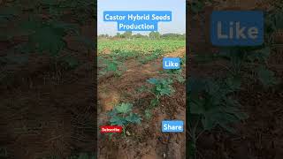 Castor hybrid production shorts [upl. by Ap]