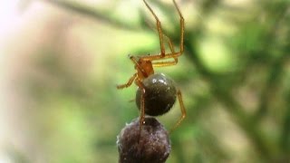 Araña Nesticodes rufipes Red House Spider [upl. by Miguelita548]