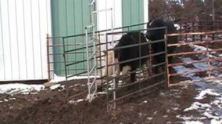 Automatic Cattle Gate Demonstration [upl. by Einahpet791]