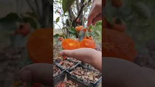 Growing Persimmon Tree persimmon amazing [upl. by Delisle]