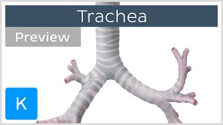 Trachea location and structure preview  Human Anatomy  Kenhub [upl. by Emmeram789]