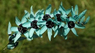 Ixia polystachya  African Corn Lily [upl. by Wetzel]