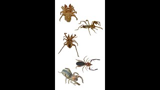 Different Family Names Of Solifugae  Known As Camel Spiders  Solifuges [upl. by Gardiner]