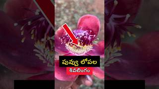 mysterious shivalingam flower 😱 teluguhorrorstories shivalinga youtubeshorts shorts [upl. by Ninette983]