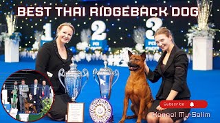 THAI RIDGEBACK DOG  DOG SHOW Kyiv Rus 2018” and “Crystal Cup 2018 [upl. by Enitsrik]