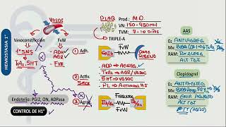 Mapas Mentales Hematología ENAMENARMSERUMS [upl. by Bertolde]