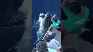 The Shocking Encounter Great White Shark Attacks Massive Tuna sharks tuna [upl. by Newmann]