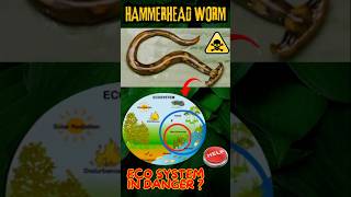 Hammerhead Worm 🤯😱shorts science animals [upl. by Lakym]