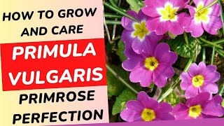 Primrose Perfection  How to Grow and Care for Primula Vulgaris [upl. by Anauqaj]