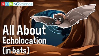 All About Echolocation in bats [upl. by Odab]