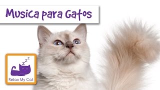 Relaxamento música para o seu gato ou gatinho [upl. by Leiand676]