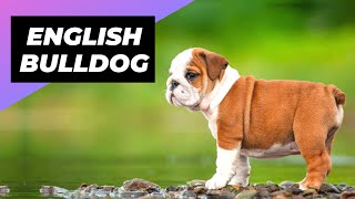 English Bulldog 🐶 One Of The Laziest Dog Breeds In The World shorts [upl. by Melisa]