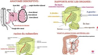 anatomie du jéjunoiléon jéjunum et ileum morphologie rapports vascularisation innervation [upl. by Aitak]