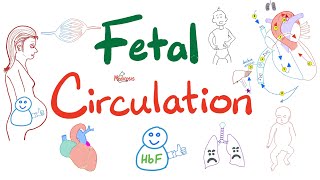 Fetal Circulation  Explained Clearly  Placenta Umbilical Vessels Ductus Arteriosus Venosus [upl. by Berghoff]