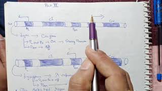 lytic and lysogenic cycle bacteriophage lamda CSIR NET Life science 2024 [upl. by Enhpad967]