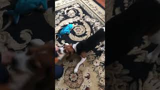 Dog with 1 brain cell plays tug of war [upl. by Enywad]