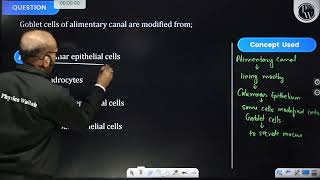 Goblet cells of alimentary canal are modified from [upl. by Eicnahc]