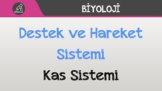 İnsan Fizyolojisi  Destek ve Hareket Sistemi  Kas Sistemi [upl. by Nosirb36]