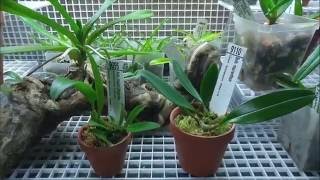 Bulbophyllum macranthum and Bulbophyllum Clouds Dragonfire update [upl. by Targett367]