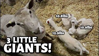 Mama was carrying almost 35 POUNDS of LAMBS a surprise set of triplets  Vlog 747 [upl. by Wahkuna620]