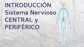 ¿Para qué sirven el Sistema Nervioso CENTRAL y el PERIFÉRICO [upl. by Gracie]