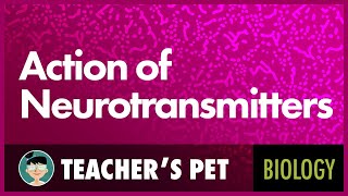 Action of Neurotransmitters [upl. by Anivla]